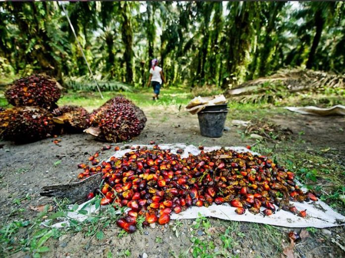 Μαλαισία: Η βιομηχανία φοινικέλαιου ευθύνεται για την αποψίλωση του 39% των δασών του νησιού Βόρνεο