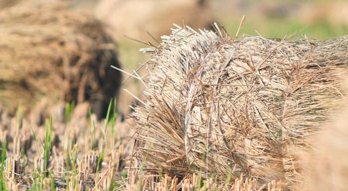 natural_in_rice_field