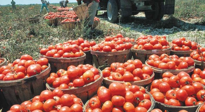 ntomates-kofinia