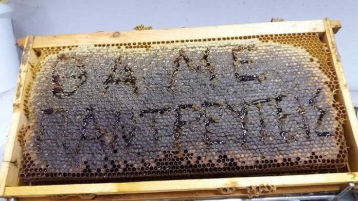 Η πιο γλυκιά πρόταση γάμου - Έγραψε «Θα με παντρευτείς» σε κηρήθρα Η πιο γλυκιά πρόταση γάμου - Έγραψε «Θα με παντρευτείς» σε κηρήθρα