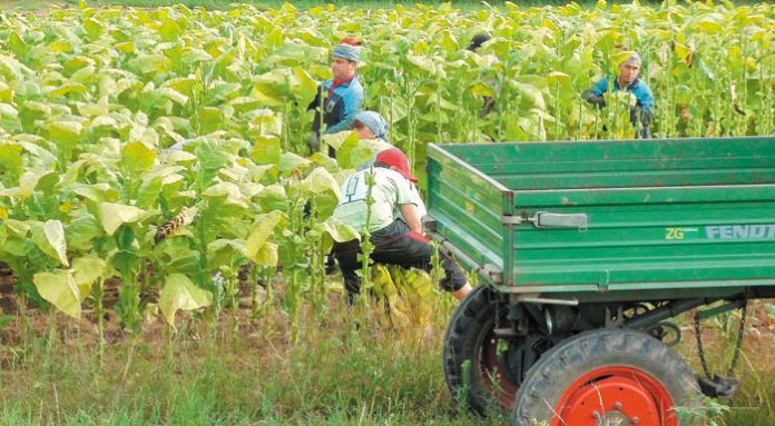 tobacco_harvest_august_agriculture