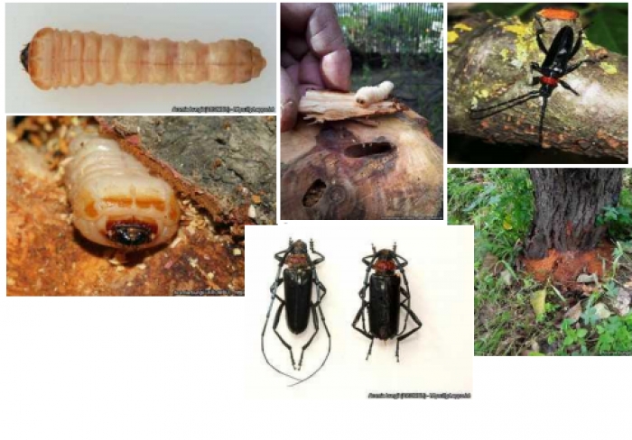 lipsi-metron-prolipsis-eisagogis-kai-exaplosis-stin-ee-kata-tou-organismou-aromia-bungii-175176