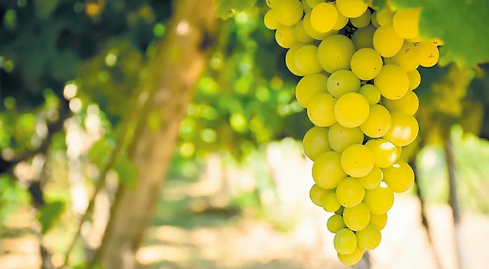 to-riesling-tha-echei-poly-diaforetiki-gefsi-sto-mellon-174640