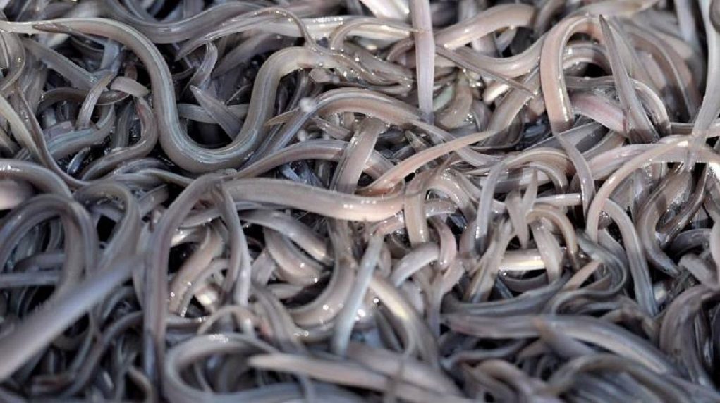 apeleftherosi-chelion-se-louro-kai-arachtho-apo-tin-yperperifereia-ipeirou-dyt-makedonias-174768