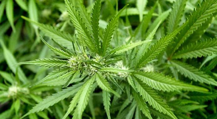 cannabis-useless