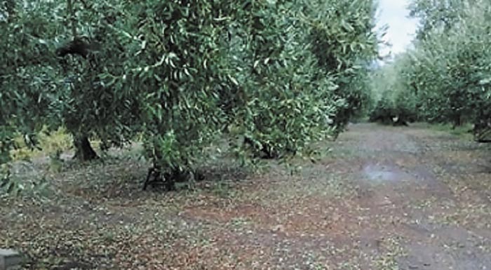 oliki-katastrofi-se-elaiokalliergeies-175390