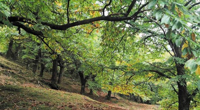 kastaneonas