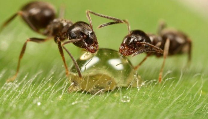 Τα μυρμήγκια προστατεύουν τα φυτά από ασθένειες - Ανοίγει ο δρόμος για βιολογικά φυτοφάρμακα