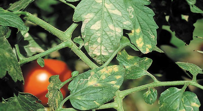 synechizontai-oi-kindynoi-gia-tin-ypaithria-ntomata-173349