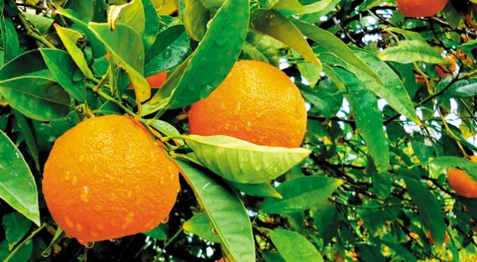 orange-leaves