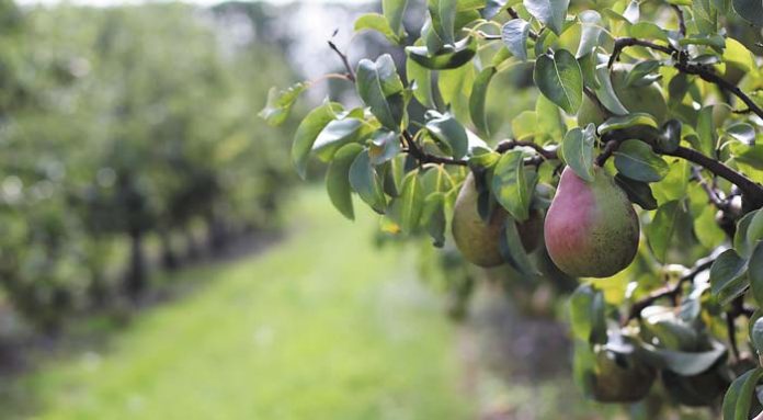 pear-orchard