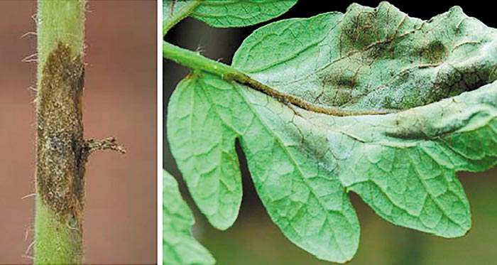 o-peronosporos-chtypa-tin-kalliergeia-tis-ntomatas-175621