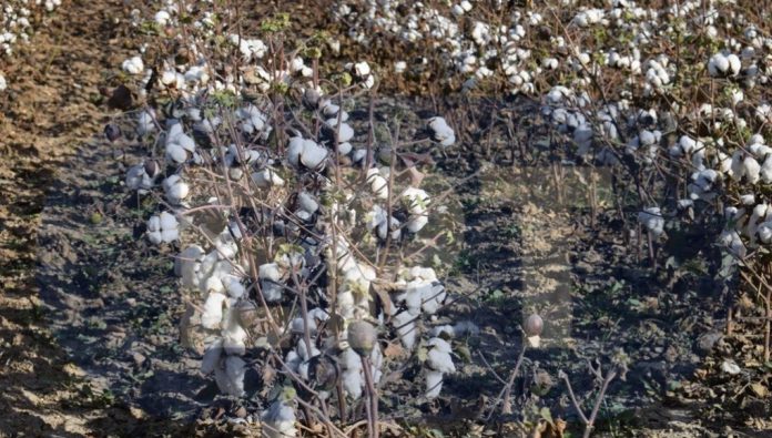 Συστάσεις προς βαμβακοπαραγωγούς από τη ΔΑΟΚ Έβρου Συστάσεις προς βαμβακοπαραγωγούς από τη ΔΑΟΚ Έβρου