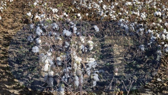 Συστάσεις προς βαμβακοπαραγωγούς από τη ΔΑΟΚ Έβρου