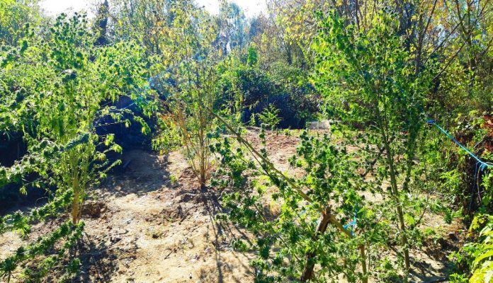 Τρίκαλα: 60χρονος καλλιεργούσε κάνναβη σε παραποτάμια περιοχή Τρίκαλα: 60χρονος καλλιεργούσε κάνναβη σε παραποτάμια περιοχή