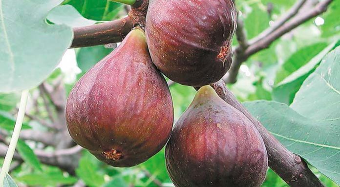 van-zyverden-fruit-plants-83921-64_1000