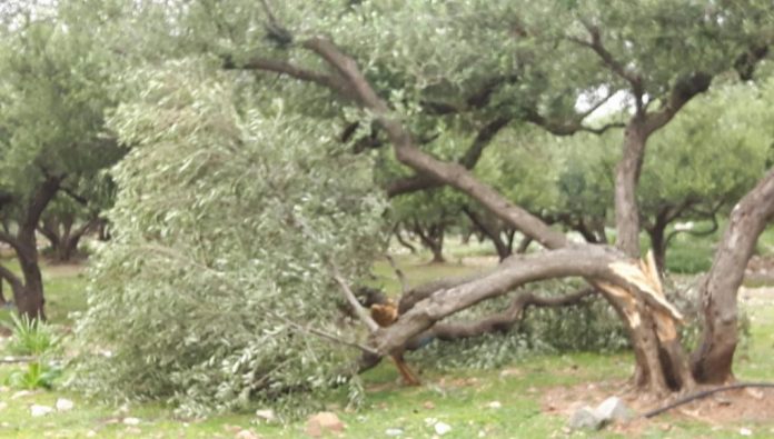 Δήμος Αποκορώνου: Υποβολή δηλώσεων για ζημιές σε καλλιέργειες έως τις 18/10