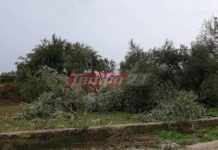 Αχαία: Ανεμοστρόβιλος έκοψε στη μέση ελαιόδεντρα - Σήκωσε στον αέρα σκεπή στάβλου