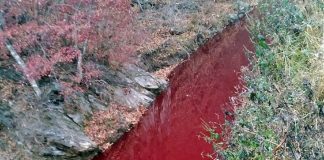 Ν. Κορέα: Ποταμός βάφτηκε κόκκινος από το αίμα χοίρων που σφαγιάσθηκαν λόγω της αφρικανικής πανώλης