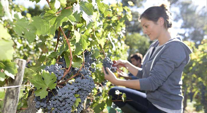 terra-vino-apo-tin-paragogi-oinou-stin-ebeiria-tou-oinotourismou-179509