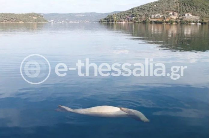 Πυροβόλησαν φώκια “Monachus Monachus” στo Πήλιο Πυροβόλησαν φώκια “Monachus Monachus” στo Πήλιο