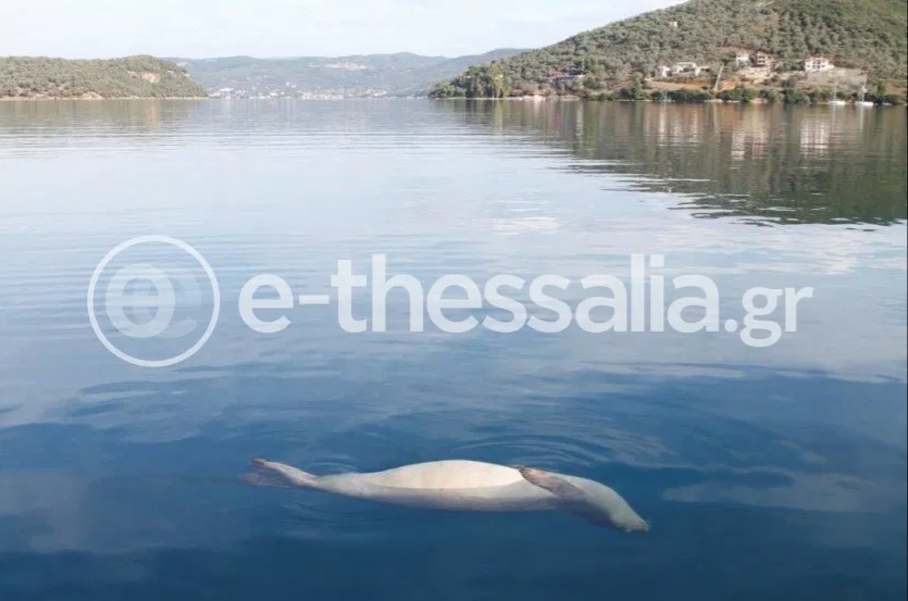 pyrovolisan-fokia-monachus-monachus-sto-pilio-180445