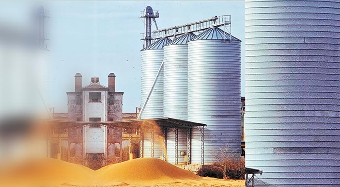 ryzi-sta-silo-vrisketai-idi-to-megalytero-meros-tis-paragogis-177602