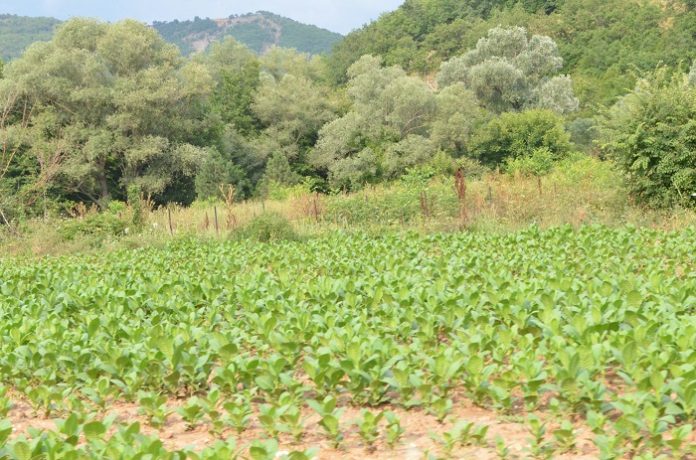 Τελείωσε η συγκομιδή, αναμένουν τις τιμές στον καπνό σε Έβρο και Ροδόπη Τελείωσε η συγκομιδή, αναμένουν τις τιμές στον καπνό σε Έβρο και Ροδόπη
