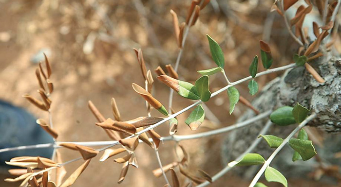 italiki-meleti-psekasmous-ton-aprilio-gia-tin-kalyteri-antimetopisi-tis-xylella-183676