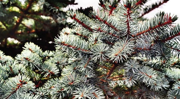 christmas_tree_winter_christmas
