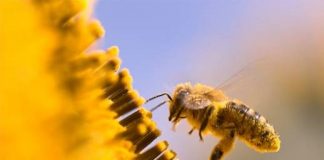 Το ΕΚ ζητά ελάττωση της χρήσης φυτοφαρμάκων για να σωθούν οι μέλισσες