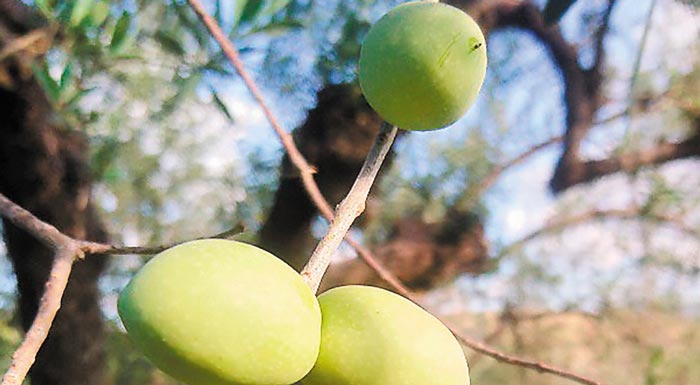italoi-agrotes-nikisan-ton-dako-choris-afxisi-ton-agrochimikon-183372