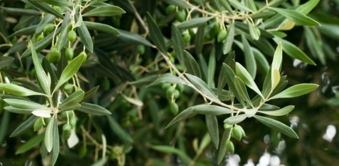 Τα φύλλα της ελιάς κατά των φλεγμονών και των ασθενειών της καρδιάς Τα φύλλα της ελιάς κατά των φλεγμονών και των ασθενειών της καρδιάς