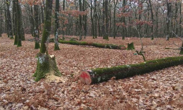 Ηλεία: Κυκλώματα λαθροϋλοτόμων καταστρέφουν το Δρυοδάσος της Φολόης και απειλούν τις δασικές Αρχές Ηλεία: Κυκλώματα λαθροϋλοτόμων καταστρέφουν το Δρυοδάσος της Φολόης και απειλούν τις δασικές Αρχές