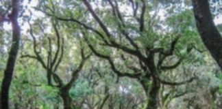 Κομοτηνή:1.000 δέντρα θα φυτευτούν στην Πανεπιστημιούπολη του Δημοκρίτειου