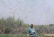 Σομαλία: Απεγνωσμένη έκκληση αγροτών λόγω εισβολής ακρίδων