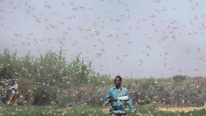 Σομαλία: Απεγνωσμένη έκκληση αγροτών λόγω εισβολής ακρίδων
