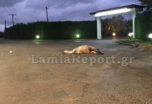 Στυλίδα: Νεκρό άλογο σε τροχαίο -Παρασύρθηκε και εγκαταλείφθηκε