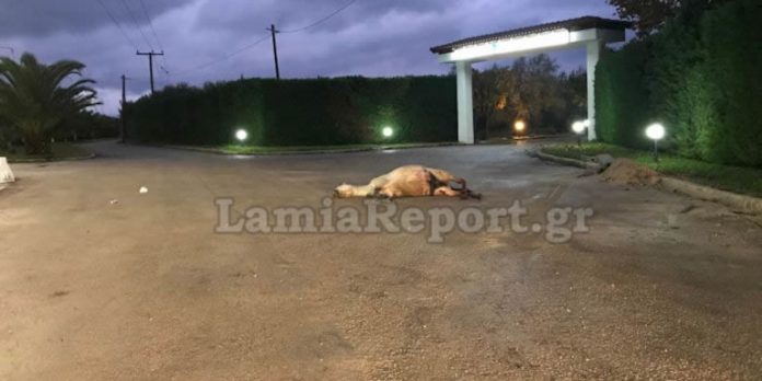 Στυλίδα: Νεκρό άλογο σε τροχαίο -Παρασύρθηκε και εγκαταλείφθηκε