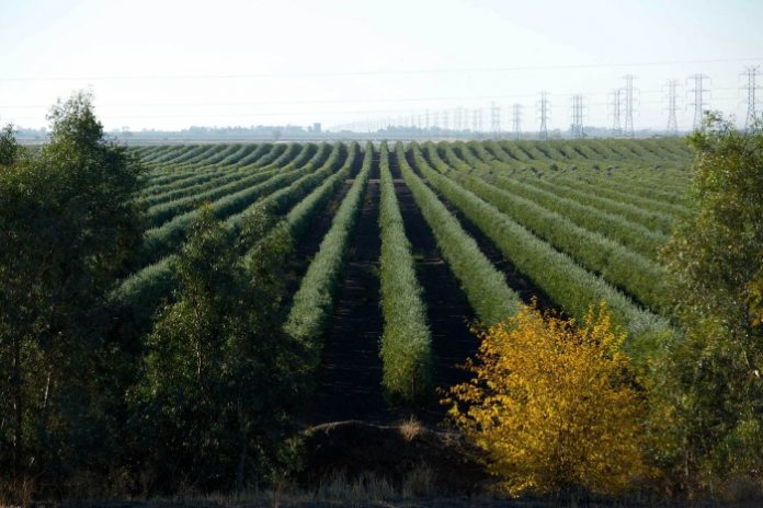Ελαιόλαδο: Με κινητοποιήσεις απειλούν ξανά οι Ισπανοί – «Εξοντώνουν» την καλλιέργεια οι πυκνές φυτεύσεις