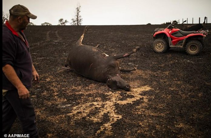 Απόγνωση στην Αυστραλία: Αγρότες θάβουν σε ομαδικούς τάφους τα καμένα ζώα τους