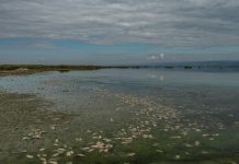 Βουλγαρία: Νεκρά ψάρια ξεβράστηκαν στις όχθες ποταμών - Έρευνα των αρχών