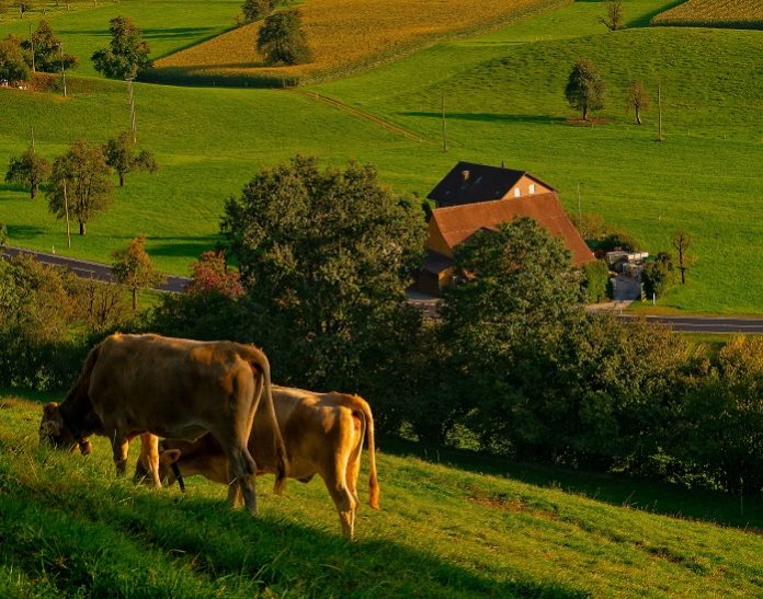 Cropfeed: Βελτιστοποίηση της παραγωγής ζωοτροφών του ΘΕΣγη μέσα από ερευνητικό έργο Cropfeed: Βελτιστοποίηση της παραγωγής ζωοτροφών του ΘΕΣγη μέσα από ερευνητικό έργο