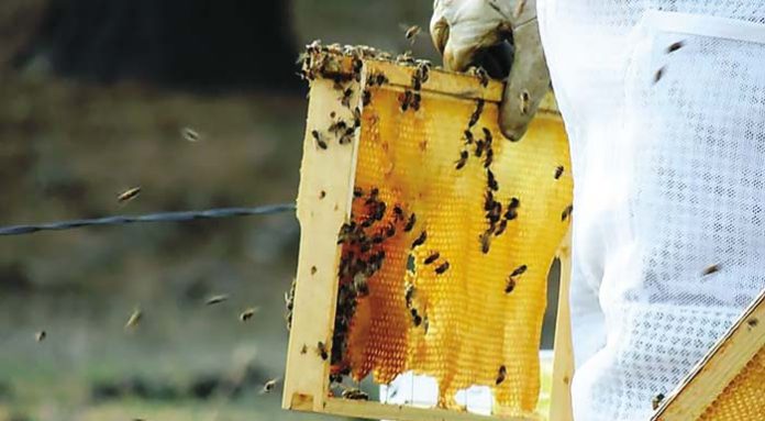 honeycomb-at-sunset-C