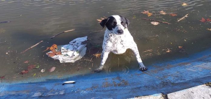 Κτηνοτρόφος έσωσε σκύλο που έπεσε σε τεχνητή λίμνη