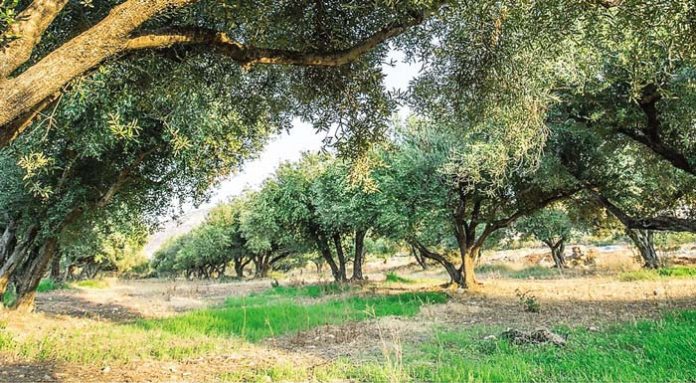 olive-tree-2
