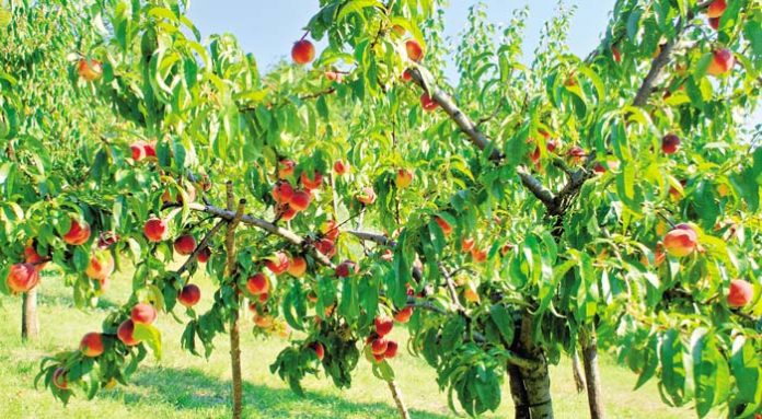 peach-tree-late-with-fruit