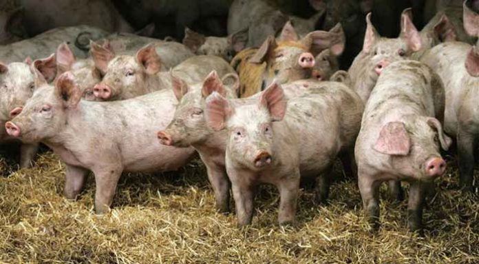 pigs-afrikan-swain-fever