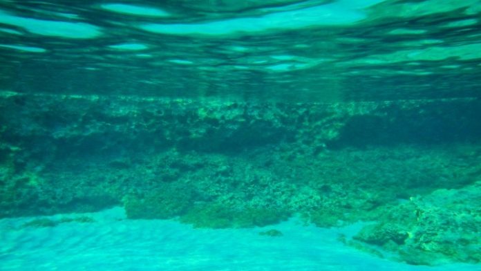 Πολύτιμα τα λιβάδια Ποσειδωνίας Πολύτιμα τα λιβάδια Ποσειδωνίας