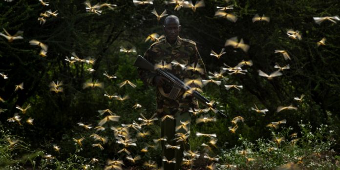 Εφιαλτική επιδρομή ακρίδων στην Ανατολική Αφρική: Ο ΟΗΕ προειδοποιεί με κίνδυνο λιμού